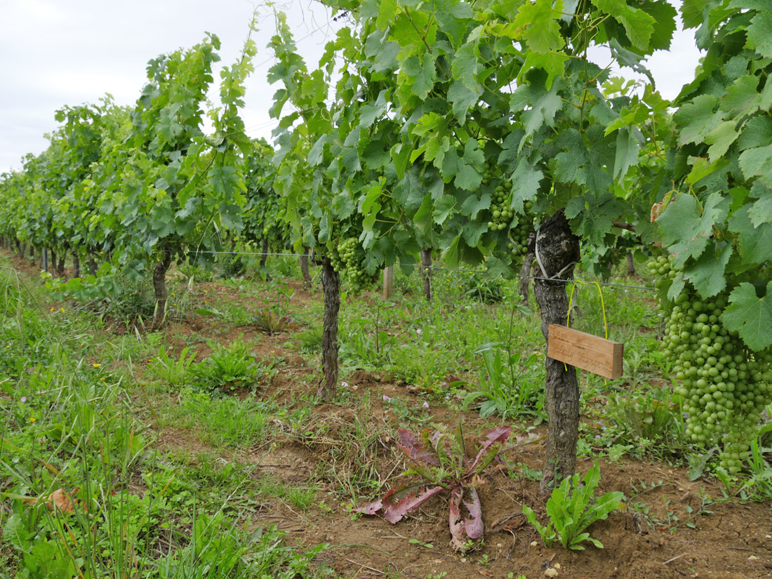 Виноградник на урожай